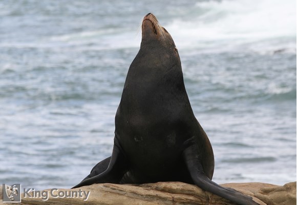 Photo of Zalophus californianus